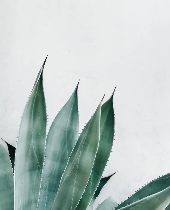 植物，芦荟，美国，龙舌兰科，叶子，绿色，白墙，艾利斯海滩