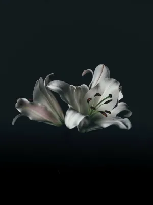选择性，聚焦摄影，白色，帝王，百合花，花朵，自然，花朵