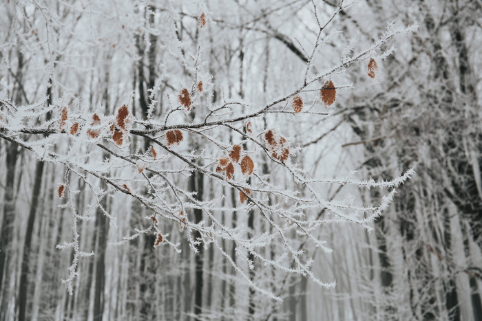 灰色树枝与叶子和雪的特写照片