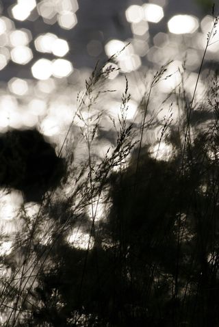 自然、水、植被、脂肪、散焦、户外、抽象、背景