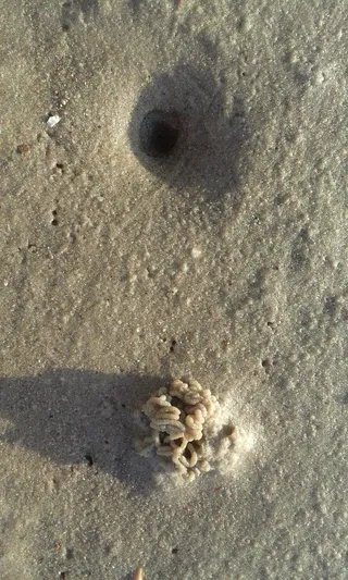 瓦特, 沙蚕, 瓦登海, 瓦特蠕虫桩, 沙, 海滩, 土地, 自然