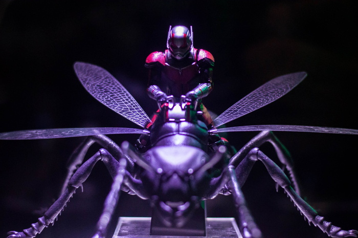 无脊椎动物, 动物, 蜻蜓, 昆虫, 异翅目, 人类, 人, 服装