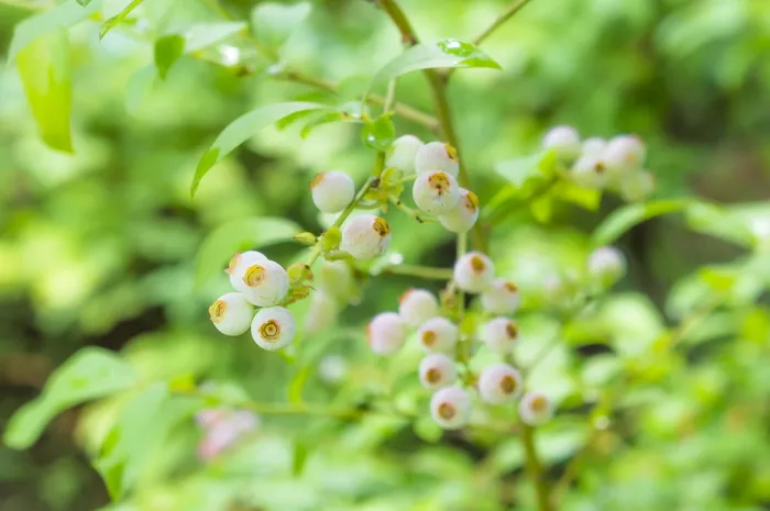 蓝莓，果树，灌木，天然，植物，食物，水果，叶子