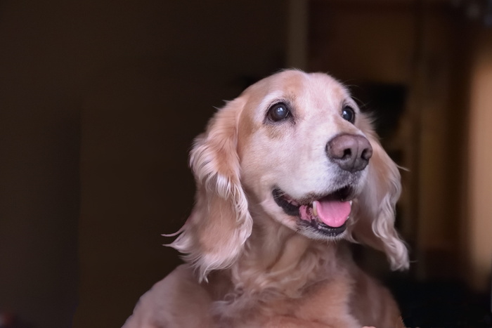 短毛棕色狗，狗，狗，动物，哺乳动物，宠物，可卡犬，猎犬