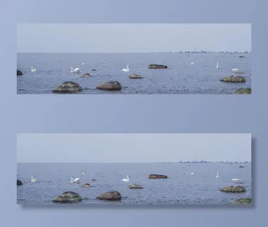 在水上展示天鹅的人