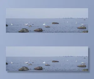 在水上展示天鹅的人