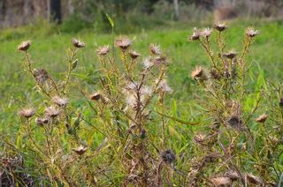 植物，花，植物，花，自然，生长，没有人，关注前景