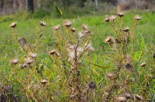 植物，花，植物，花，自然，生长，没有人，关注前景