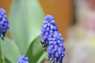 花，用品，宏观，几乎，浪漫，花，自然，开花植物