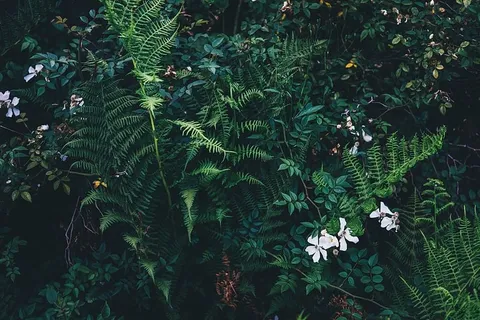 绿色,蕨类植物,白色,花朵,自然,生长,植物,生命 绿色,蕨类植物,白色,花朵,自然,生长,植物,生命