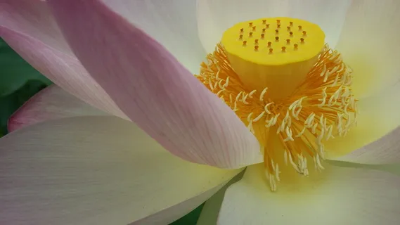 莲花,佛教,花,象征,宗教,自然,放松,和平 莲花,佛教,花,象征,宗教,自然,放松,和平