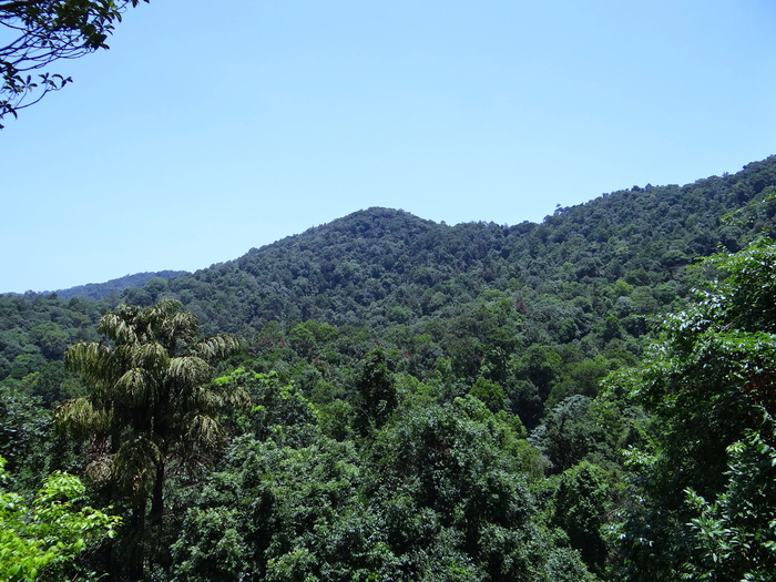 西高止山脉，高山，茂密森林，常绿，森林，印度卡纳塔克邦，植物