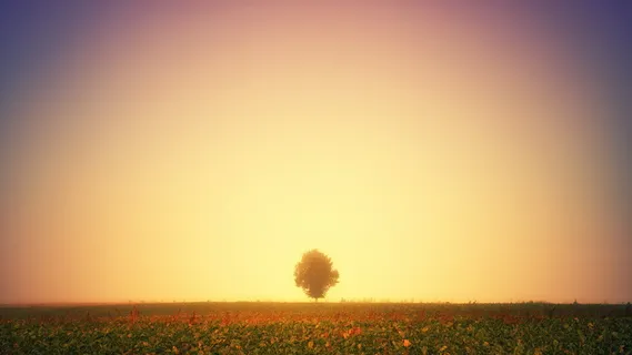 光,辉光,树,草地,秋天,太阳,辉光,地狱 光,辉光,树,草地,秋天,太阳,辉光,地狱