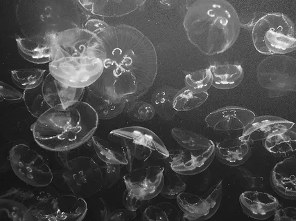 动物主题，水母，动物群，野生动物，大型动物群，动物，海洋，游泳