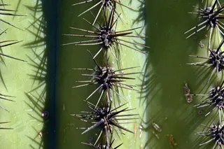 saguaro spines近距离拍摄，仙人掌，亚利桑那州，沙漠，图森，西南部，自然，美国
