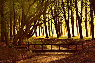 森林、树木、桥梁、大道、林荫道、轮廓、阳光、背光