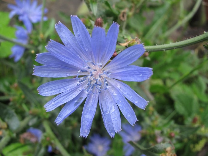 花，矢车菊，花，花，公园，夏天，紫色，自然