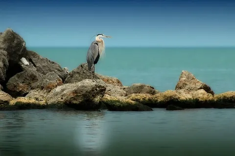 白色,棕色,直立,岩石形成,环绕,身体,水,长 白色,棕色,直立,岩石形成,环绕,身体,水,长