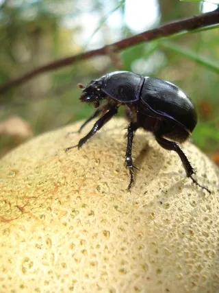 木耳，蘑菇，自然，秋天，柑橘，马铃薯，缓冲蘑菇，甲虫