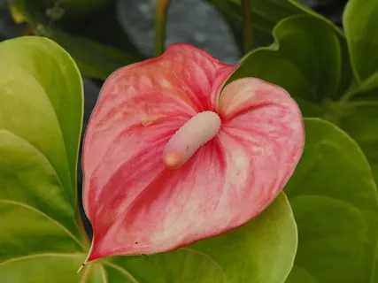 采购产品花烛,花,植物,植被,观赏植物,叶子,园艺,叶子 采购产品花烛,花,植物,植被,观赏植物,叶子,园艺,叶子