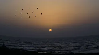 身体，水，黄金，时间，自然，风景，鸟，飞