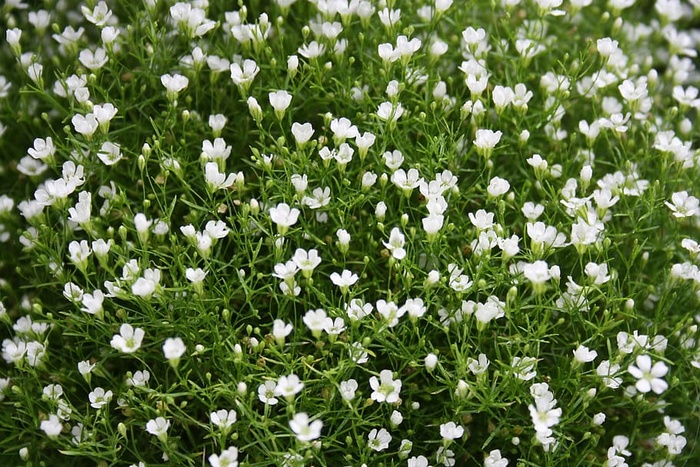 Gypsophila，花，白色，花，浪漫，自然，背景图像，点