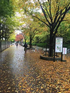 大阪大学,丰中校区,秋天,秋天,日本,枫树,树,人 大阪大学,丰中校区,秋天,秋天,日本,枫树,树,人