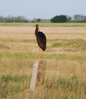 黑鹳，隐私，尊严，鸟，动物主题，一个动物，动物野生动物，动物