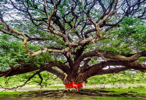 泰国，kanchanaburi，树，猴豆树，森林，植物，树枝，生长