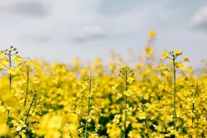 阳光明媚的油菜田