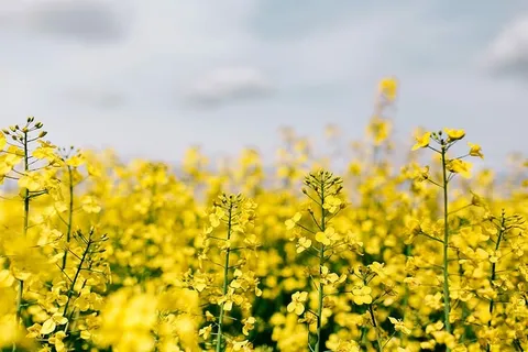 阳光明媚的油菜田 阳光明媚的油菜田