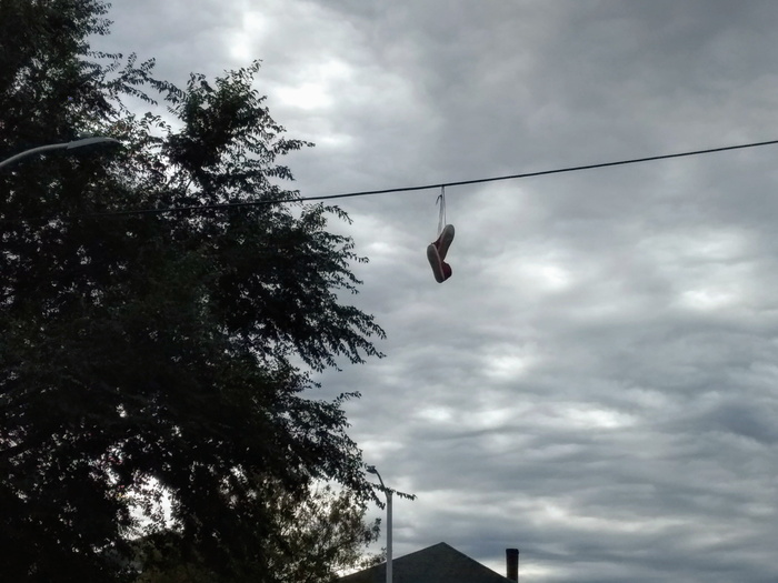 云-天空，天空，低角度视图，树，自然，植物，悬挂，电缆