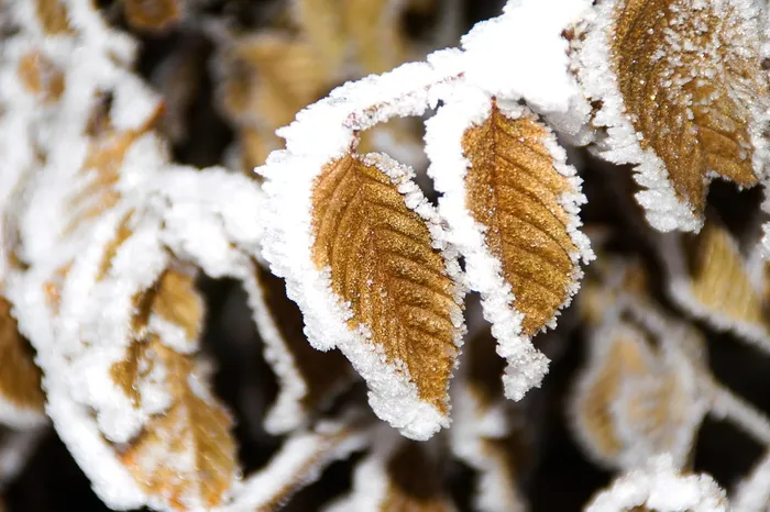 冬天，果冻，叶子，寒冷，冰，霜，果冻，叶子，冰冻的叶子