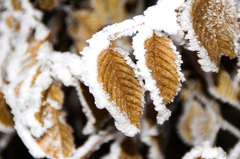 冬天，果冻，叶子，寒冷，冰，霜，果冻，叶子，冰冻的叶子