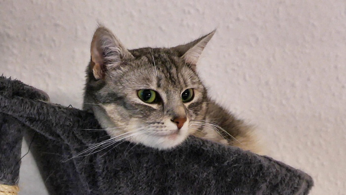 动物，可爱，猫，宠物，哺乳动物，毛皮，肖像，小猫