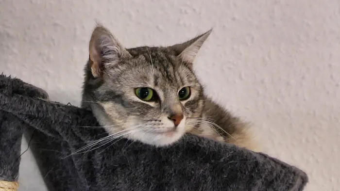 动物，可爱，猫，宠物，哺乳动物，毛皮，肖像，小猫