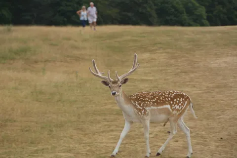 英国, 什罗普郡, 鹿, 野生动物, 公园, 野生动物, 野生动物, 动物