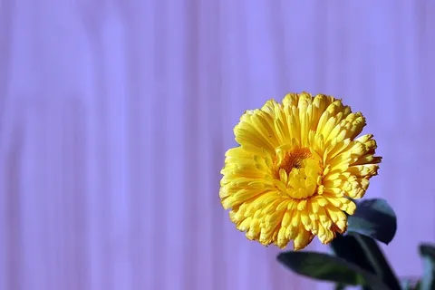 花,美,自然,植物,花瓣,花,花,季节 花,美,自然,植物,花瓣,花,花,季节