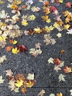 加拿大，多伦多，森林山，秋天，树叶，植物部分，变化，秋天