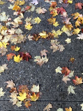 加拿大，多伦多，森林山，秋天，树叶，植物部分，变化，秋天