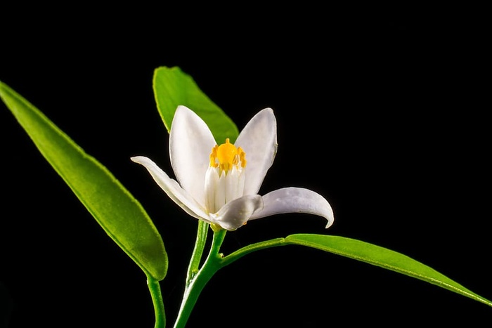 橙花，小花，花，白色，小花，黄色，花瓣，叶子
