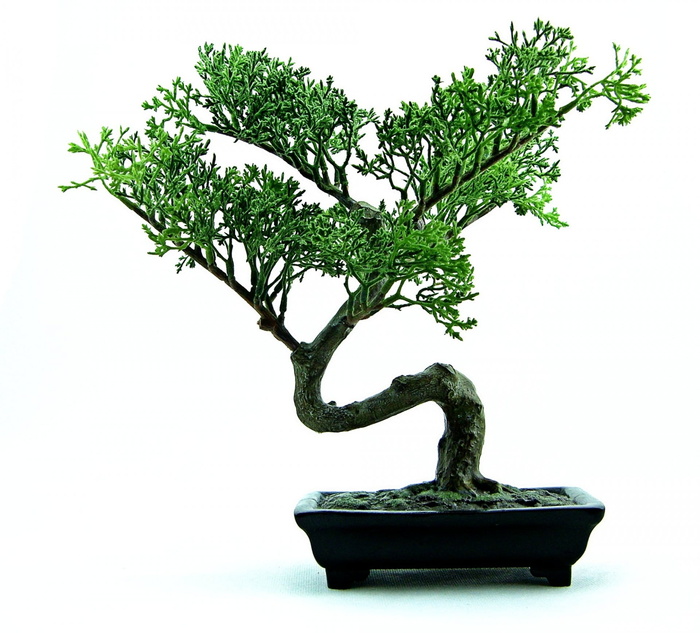 绿色盆景，盆景，树，绿色，植物，小，自然，盆栽