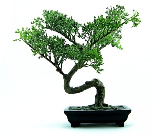 绿色盆景，盆景，树，绿色，植物，小，自然，盆栽