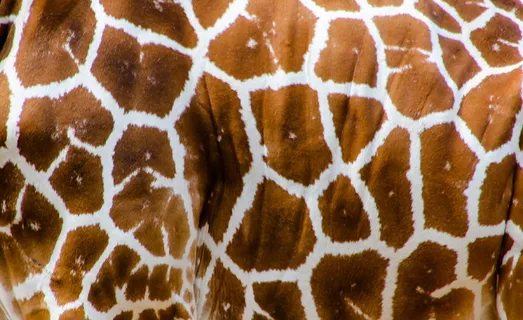 棕色，白色，动物印花纺织品，自然，动物，长颈鹿，皮肤，背景