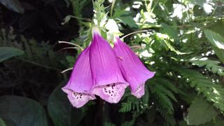 自然，花园，植物，花，叶，粉色，毛地黄，植物