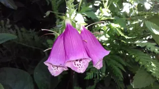 自然，花园，植物，花，叶，粉色，毛地黄，植物