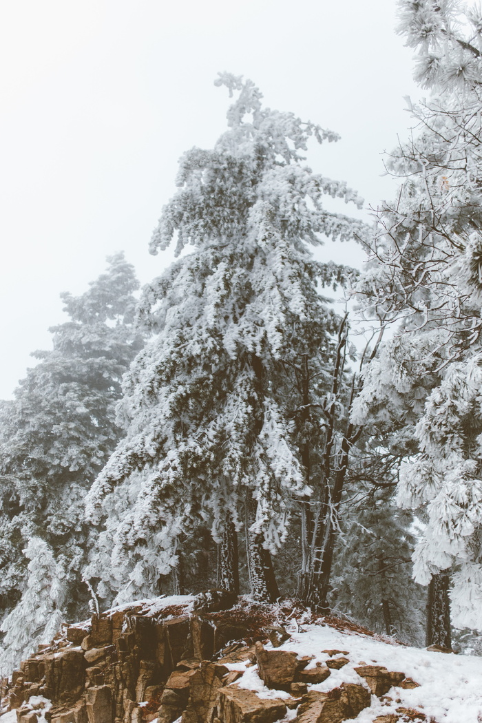 雪，冬天，白色，寒冷，天气，冰，树，植物