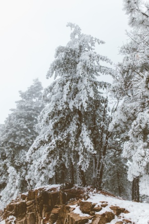 雪，冬天，白色，寒冷，天气，冰，树，植物