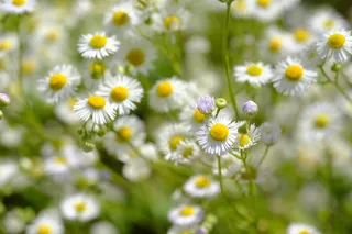 洋甘菊，药用植物，药物，真正的洋甘菊，复合材料，菊科，洋甘菊，花