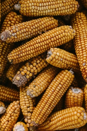 玉米芯，黄色，烹饪，谷物，玉米，玉米芯，玉米，食品